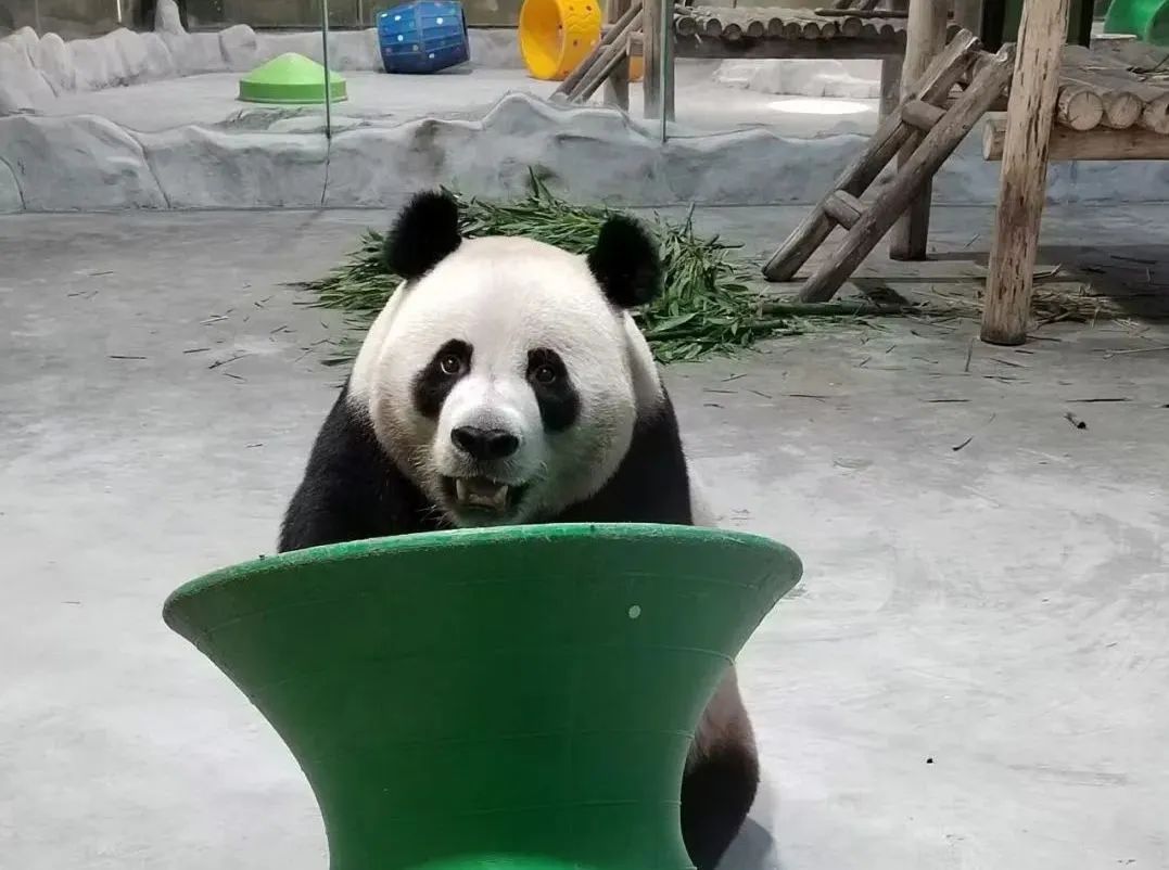 所有郑州人免费了！乐天堂官网观光车带你嗨玩竹海野生动物园！